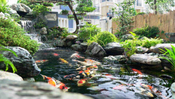 Hồ Cá koi