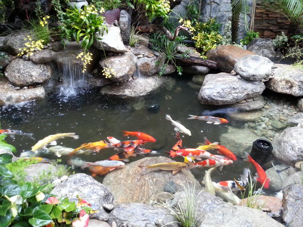 thi công hồ cá koi