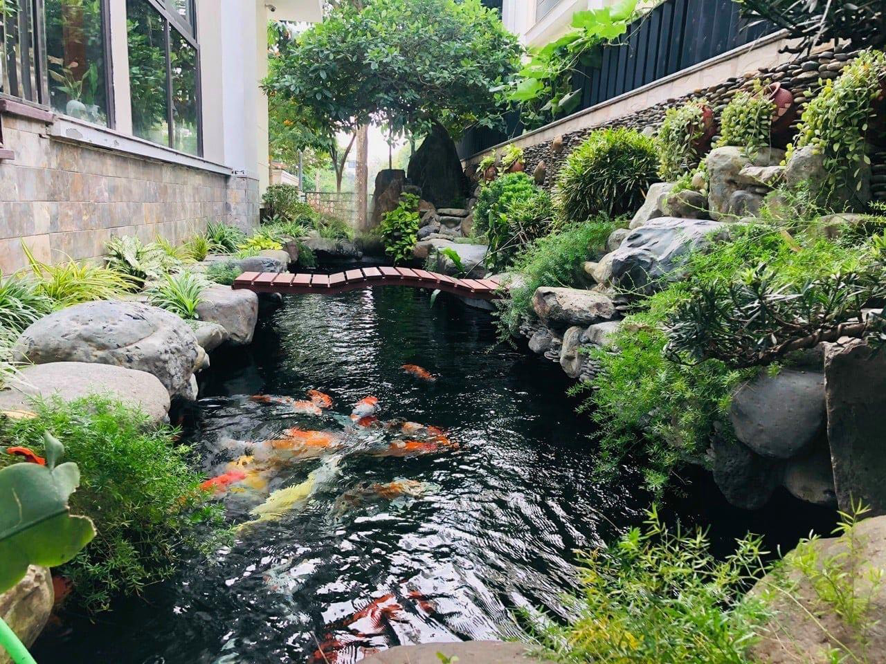 Thiết kế hồ cá koi