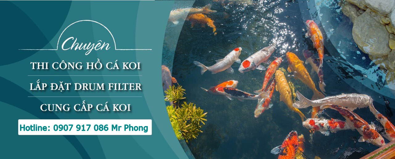 Hồ cá koi