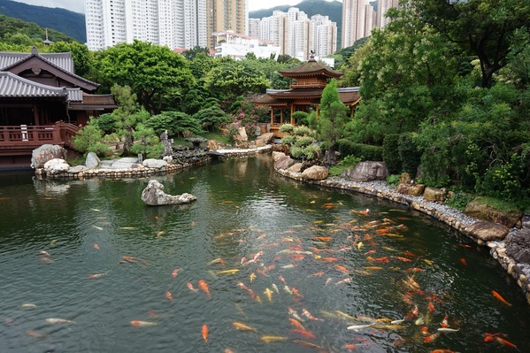 Hồ cá koi đẹp nhất thế giới - Cẩm nang thiết kế và chăm sóc tuyệt vời