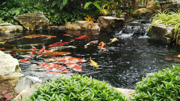 Hồ cá koi đẹp - Vẻ đẹp bình yên và nghệ thuật sống giữa thiên nhiên