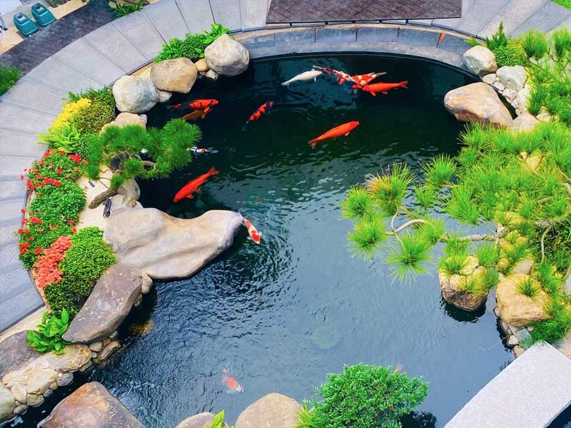 Hồ cá koi đẹp - Vẻ đẹp bình yên và nghệ thuật sống giữa thiên nhiên