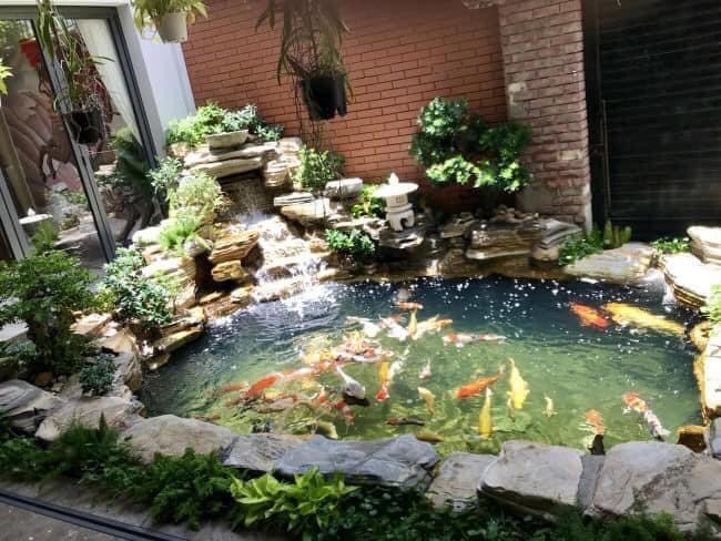 Hồ cá koi đơn giản - Tối ưu không gian sống xanh và thư giãn