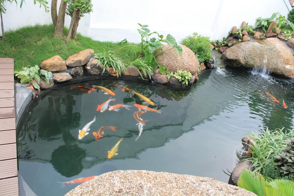 Hồ cá koi đơn giản - Tối ưu không gian sống xanh và thư giãn