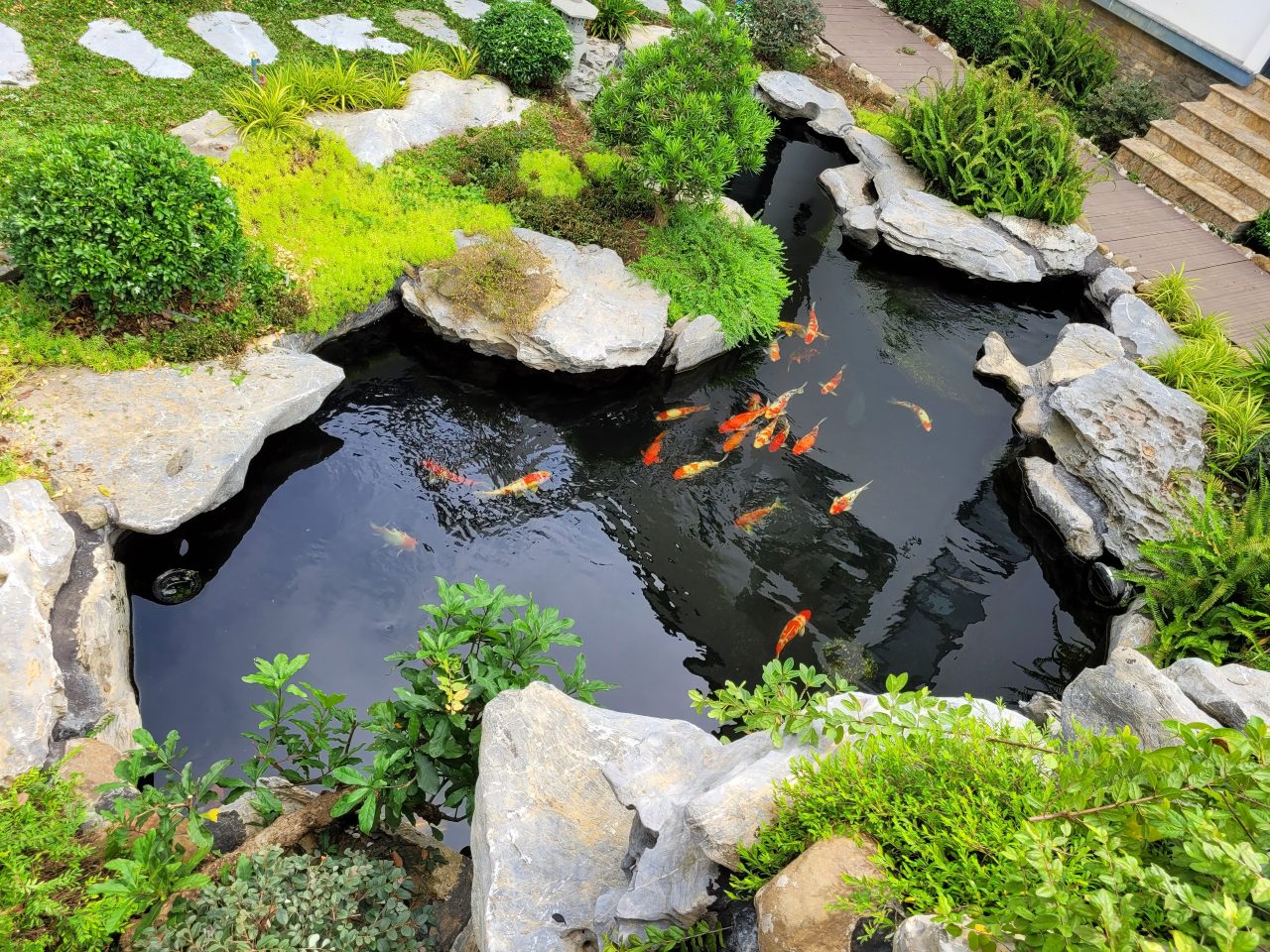Hồ cá koi mini - Lựa chọn ý tưởng hồ nước nhỏ cho không gian đỉnh cao