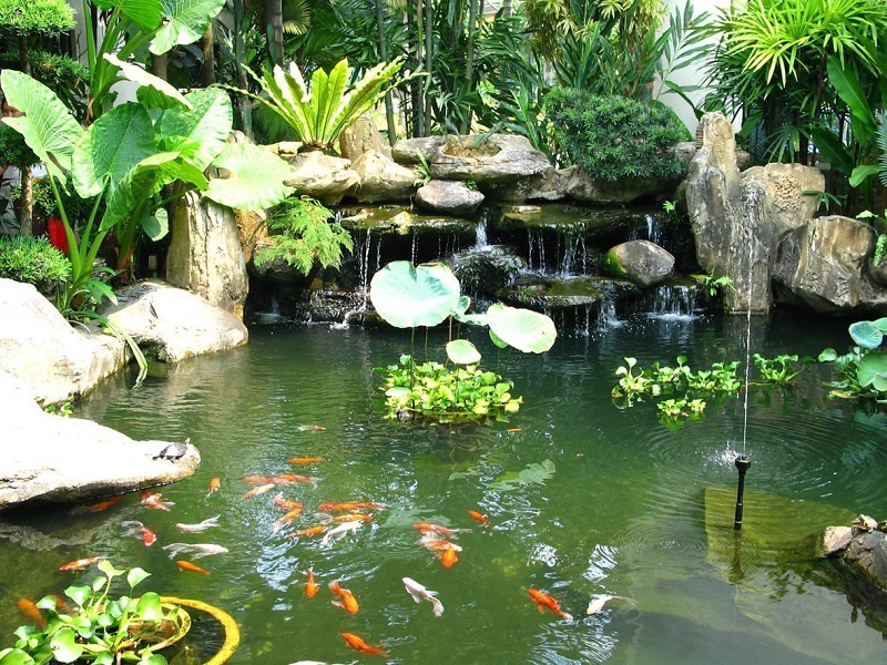 Hồ cá koi mini - Lựa chọn ý tưởng hồ nước nhỏ cho không gian đỉnh cao