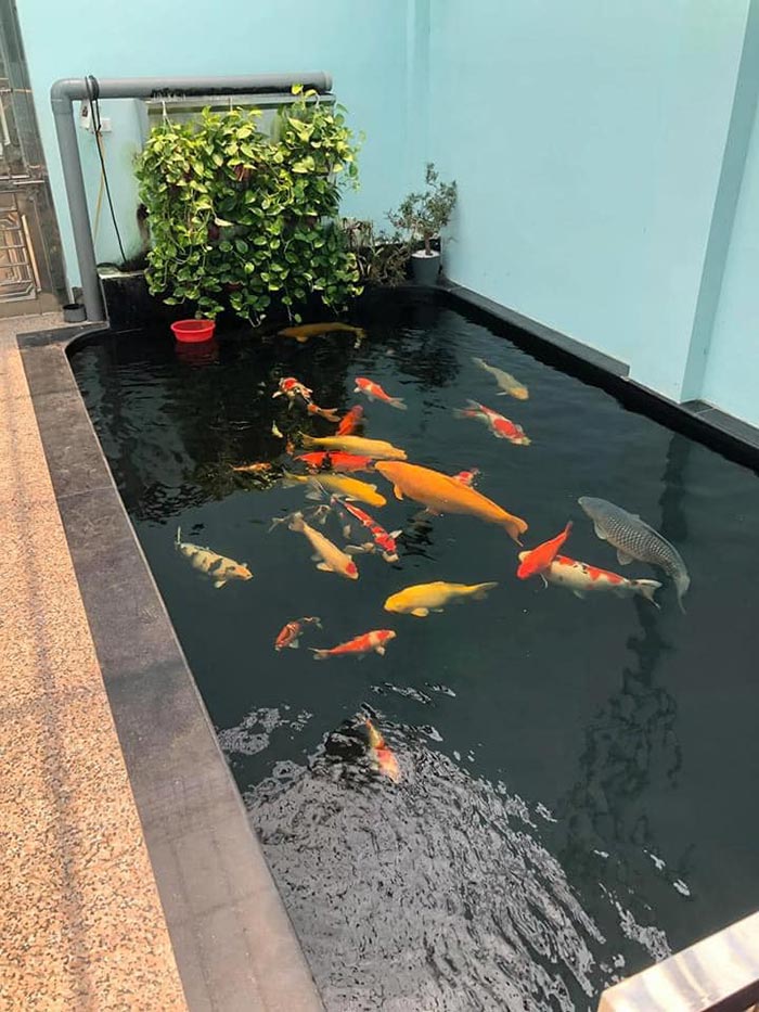 Hồ cá koi mini - Lựa chọn ý tưởng hồ nước nhỏ cho không gian đỉnh cao