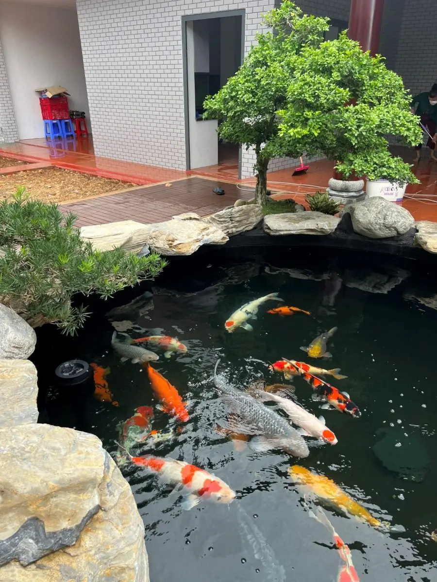 Hồ cá koi trong nhà - Không gian sống xanh và phong cách đẳng cấp
