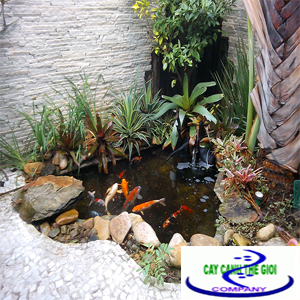 Hồ cá koi mini