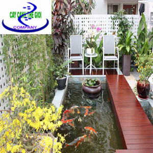 Hồ koi đẹp