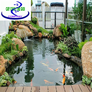 Làm hồ cá koi